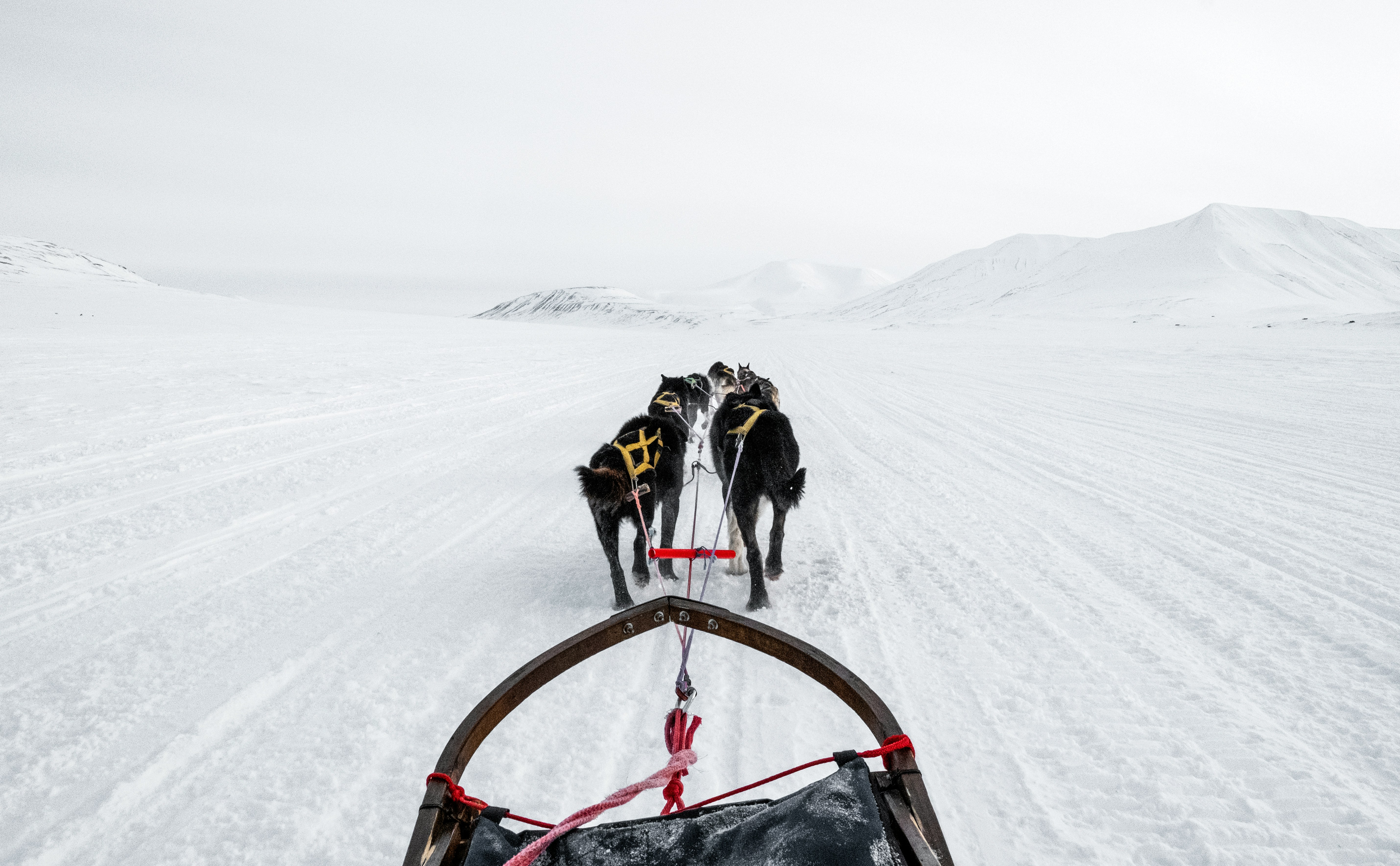 Dog Sledding